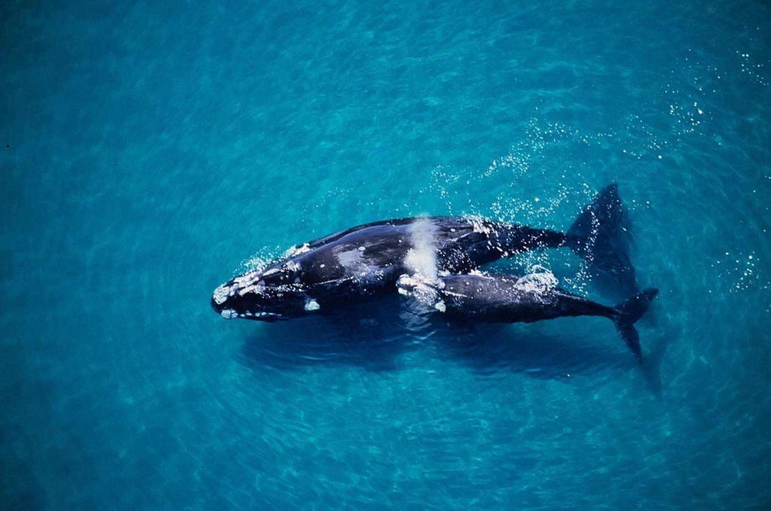 Baleine franche australe 3
