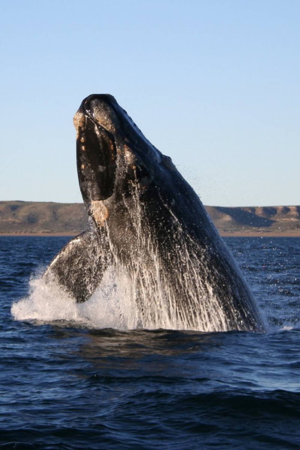 Baleine franche australe 30