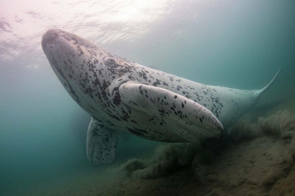 Baleine franche australe - Eubalaena australis