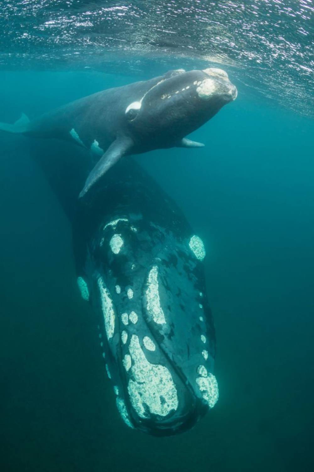 Baleine franche australe 6