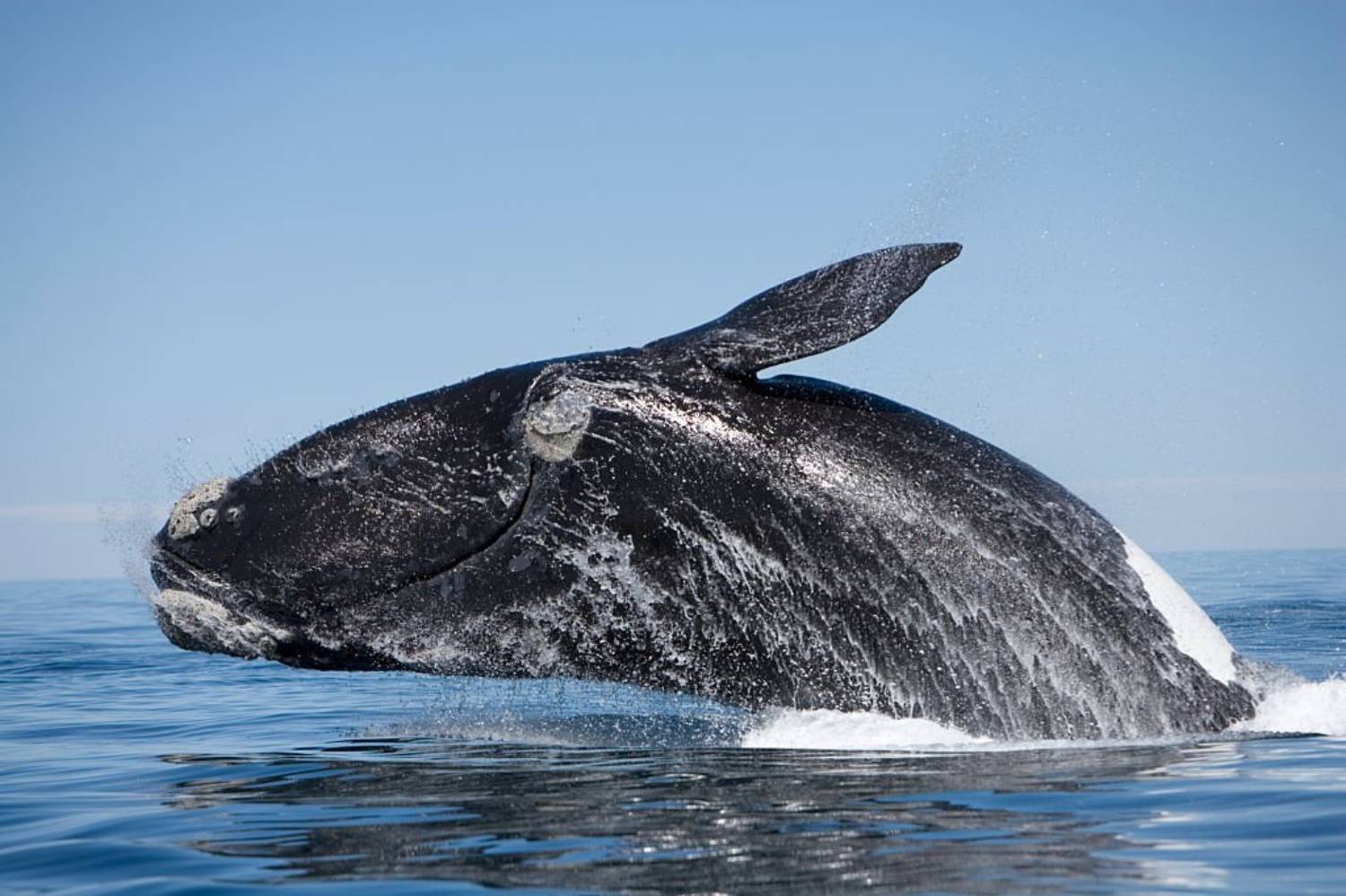 Baleine franche australe 7