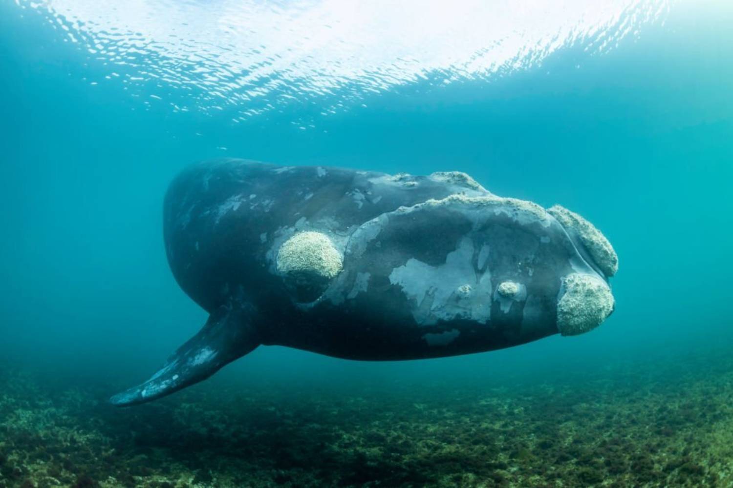 Baleine franche australe 9