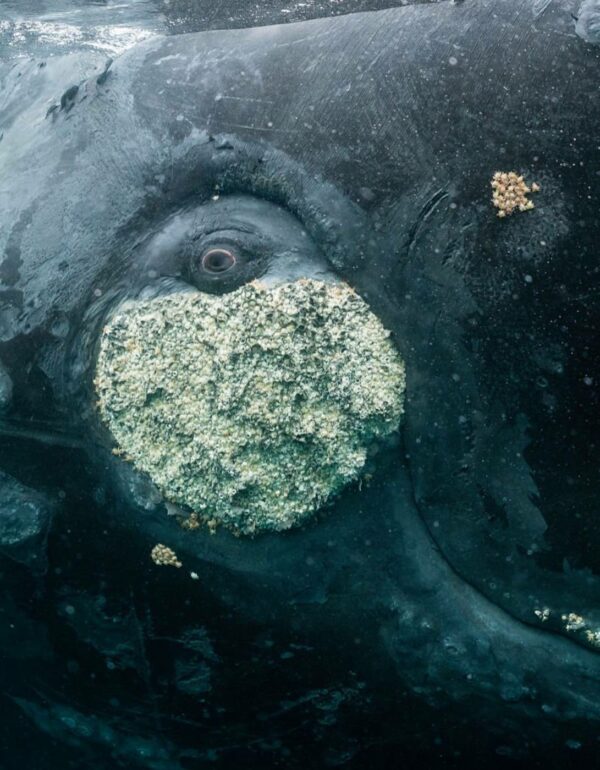 Baleine franche australe Eubalaena australis