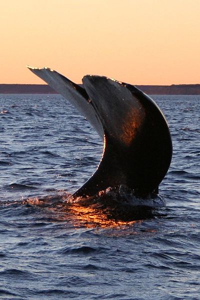 Tail sailing de la baleine franche australe