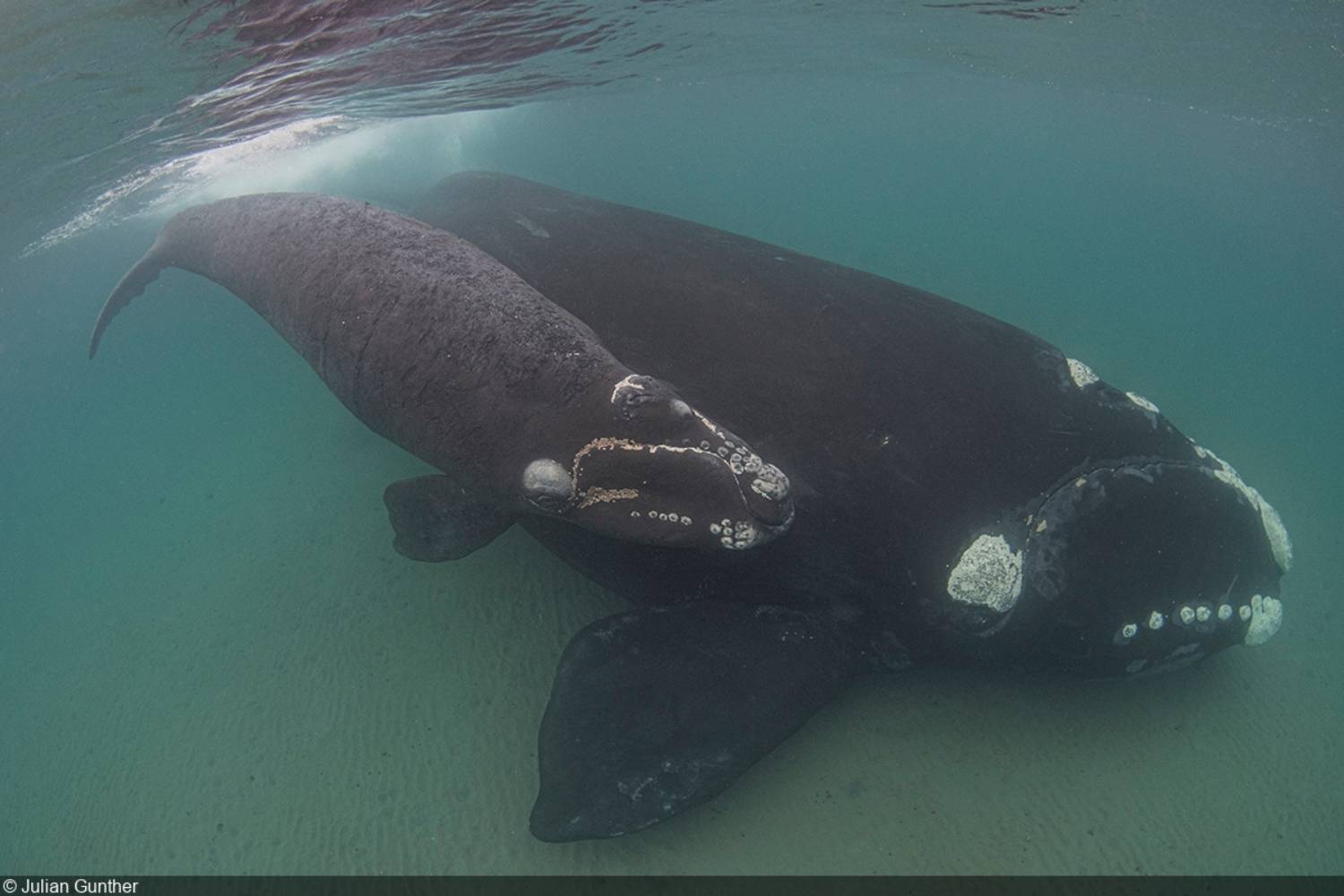 Baleine noire du sud en Patagonie