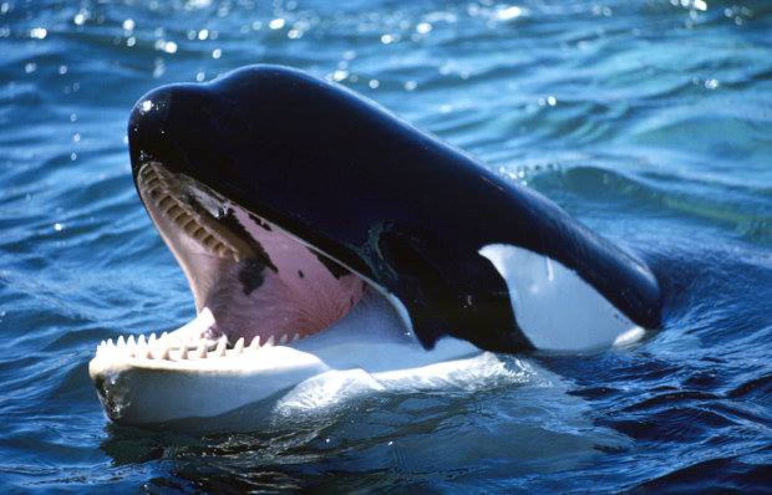 Dents de l'orque