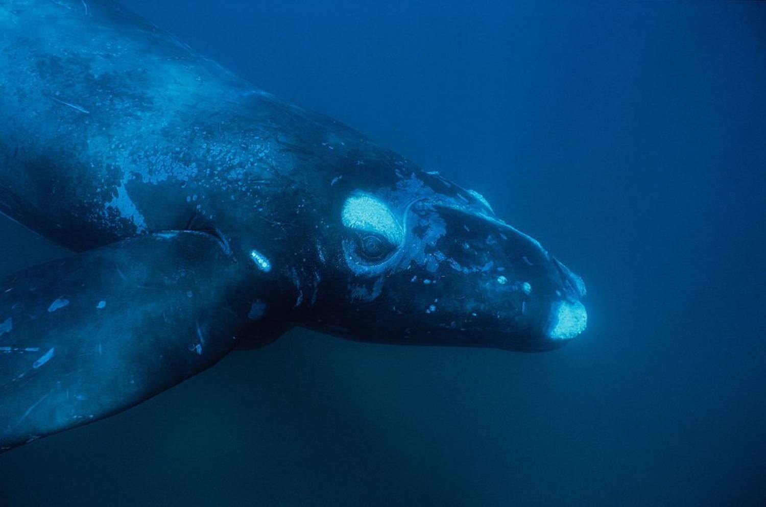 Jeune baleine franche australe