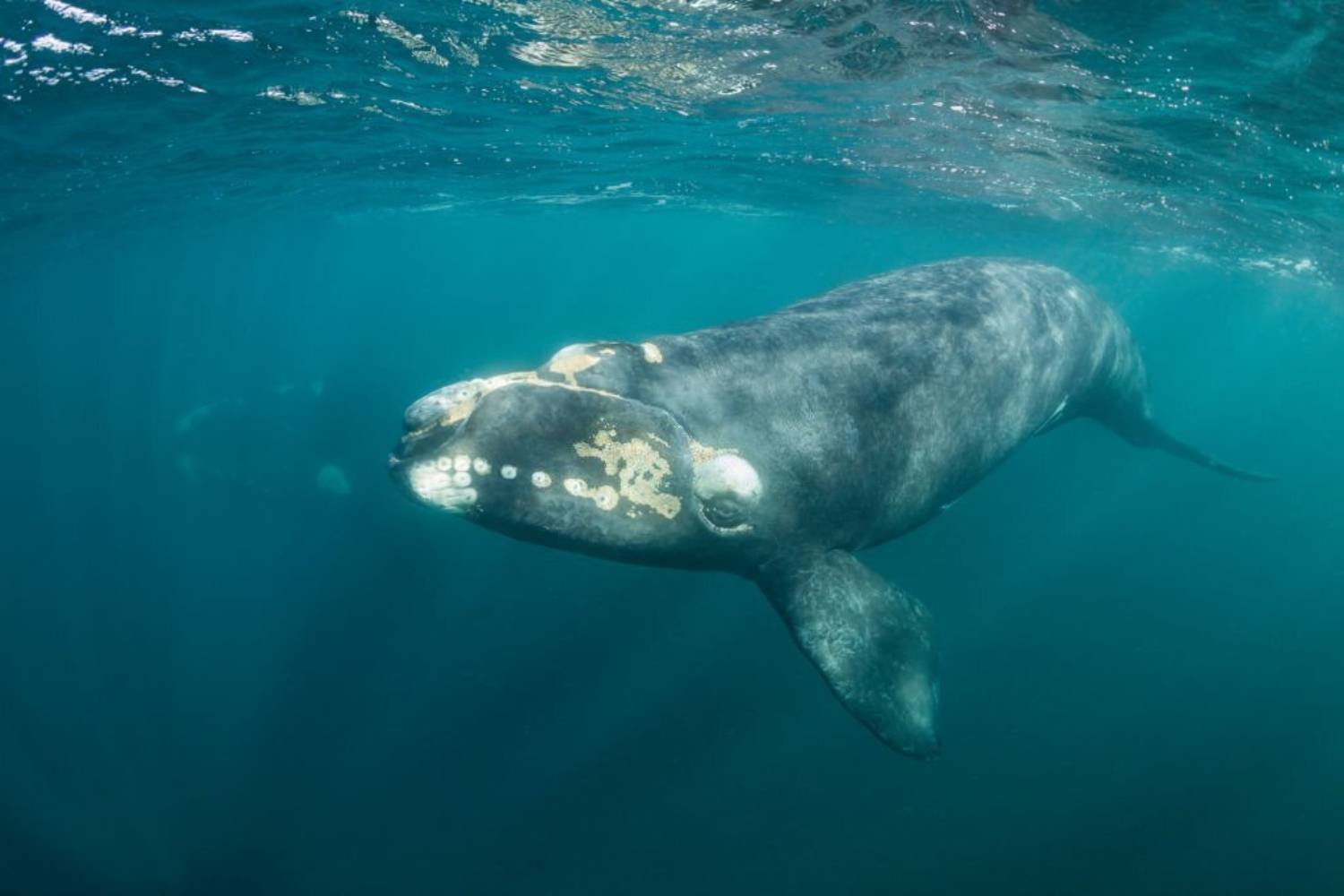 Jeune baleine franche australe et sa mère en fond