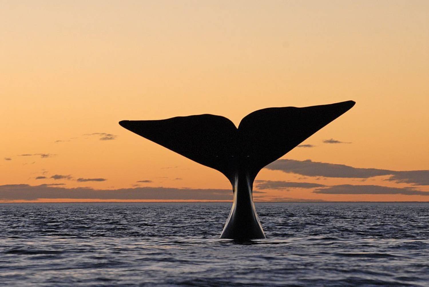Queue de baleine franche australe
