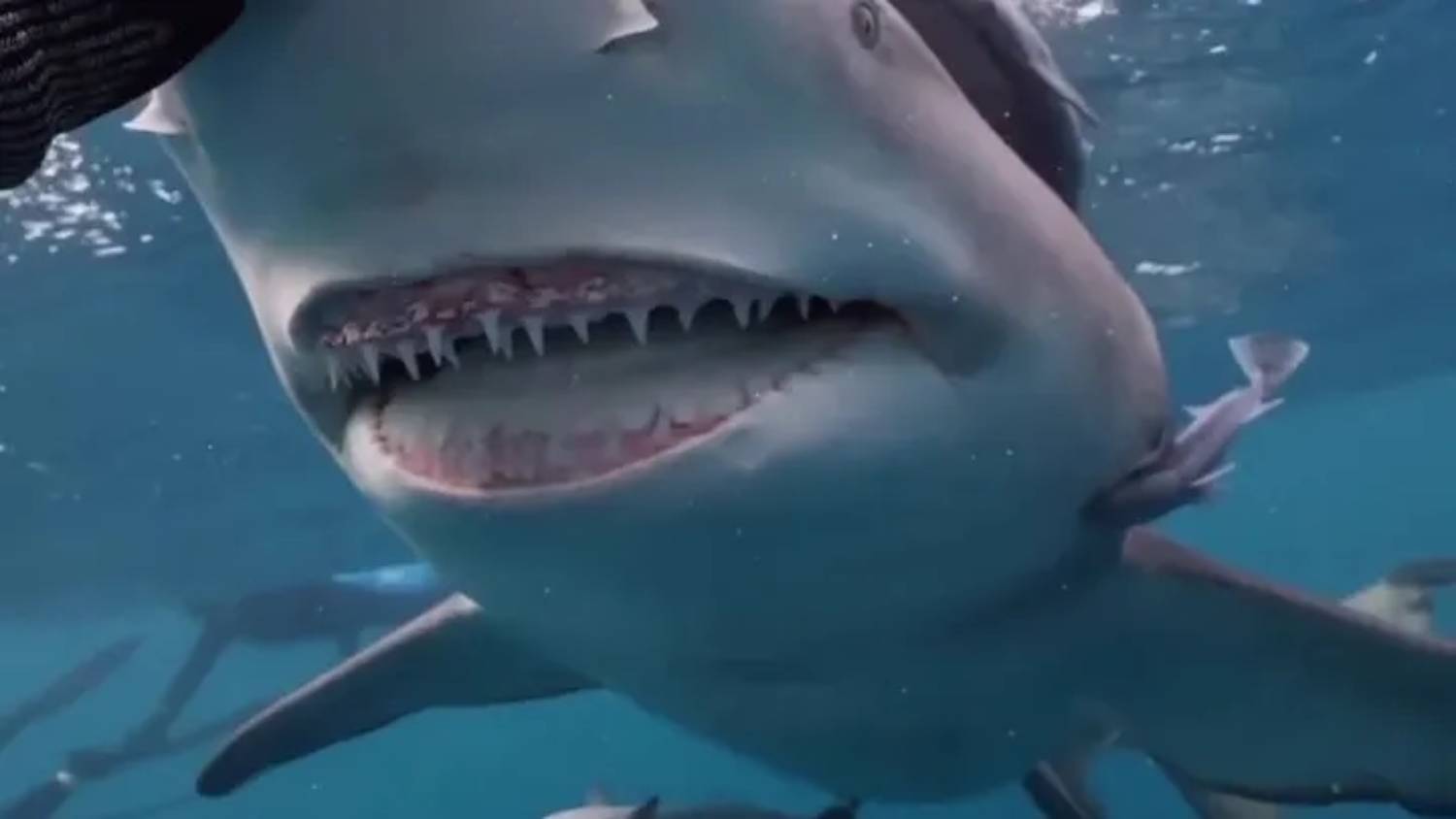 Snooty le requin citron souriant 1