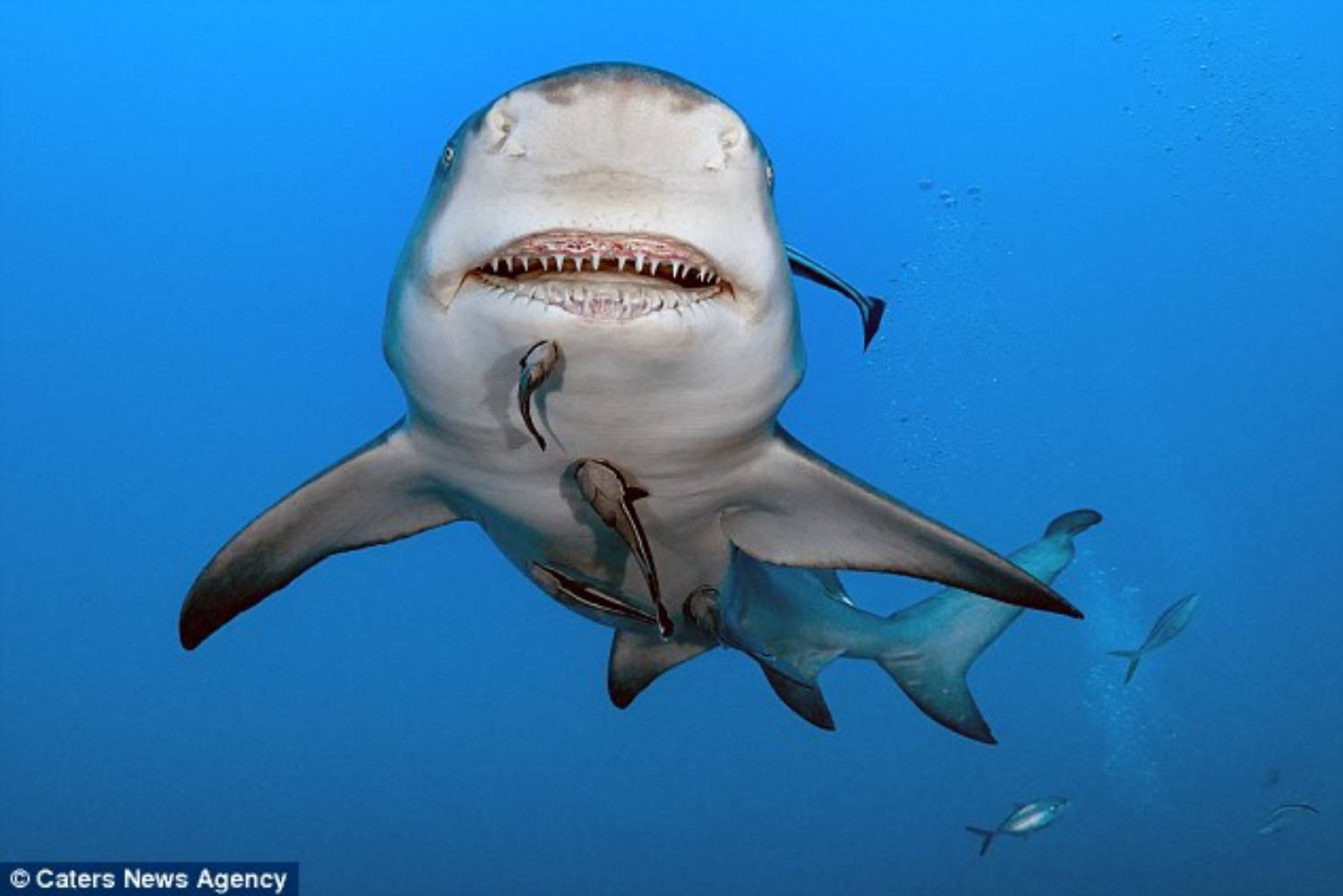 Snooty le requin citron souriant 10