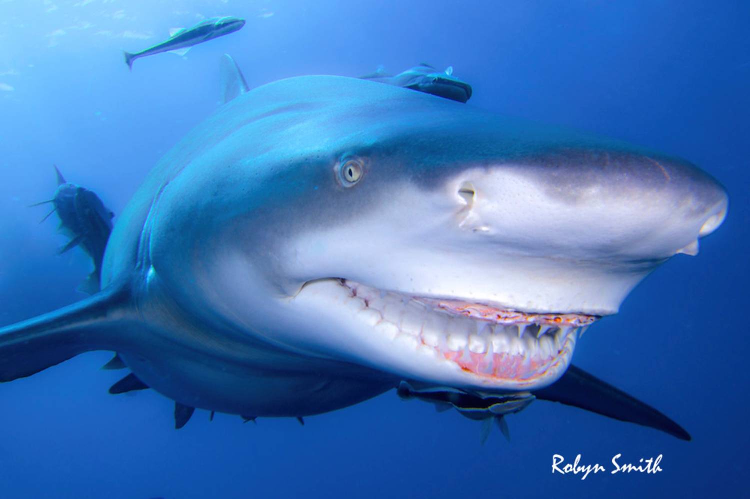Snooty le requin citron souriant 6