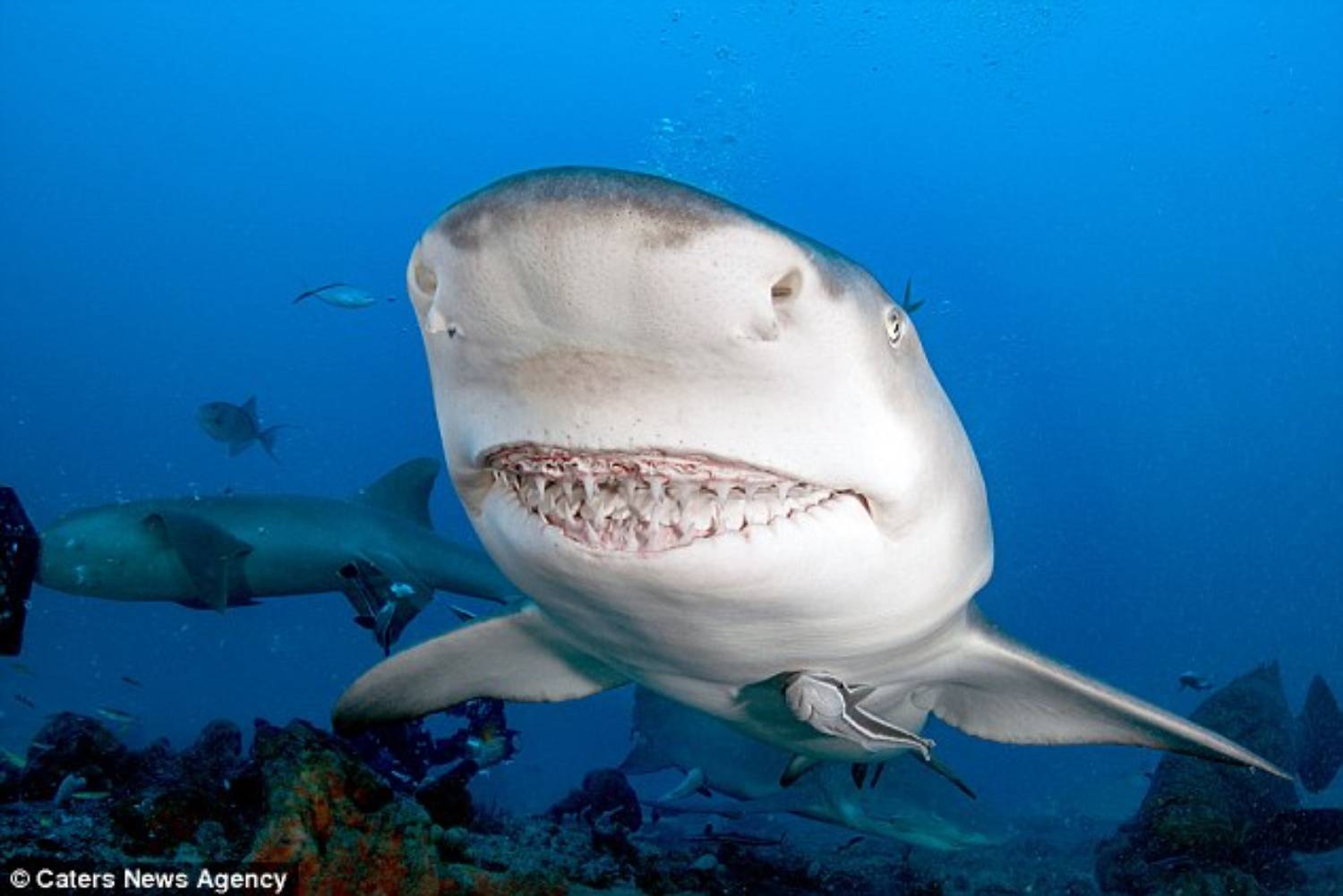 Snooty le requin citron souriant 7