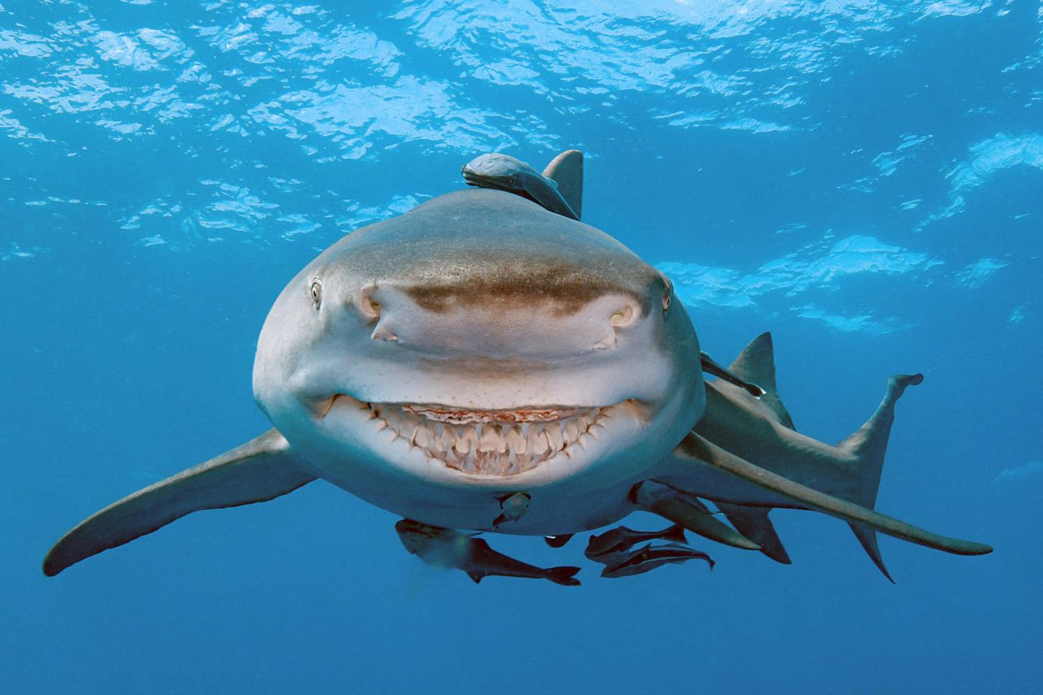 Snooty le requin citron souriant