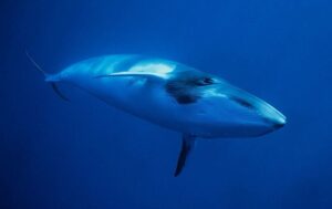 Caca De Baleine Et Production De Phytoplancton