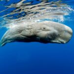 Cachalot La Dominique Partie 2