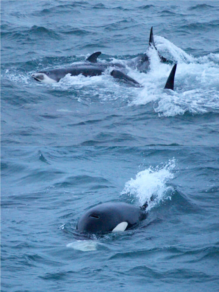 Orque Islande dauphin à nez blanc