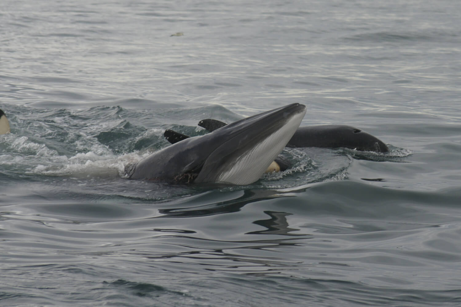 Orque Islande baleine de Minke