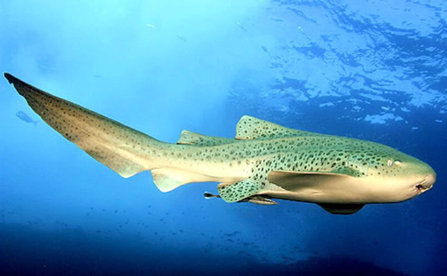 Requin zèbre Stegostoma fasciatum