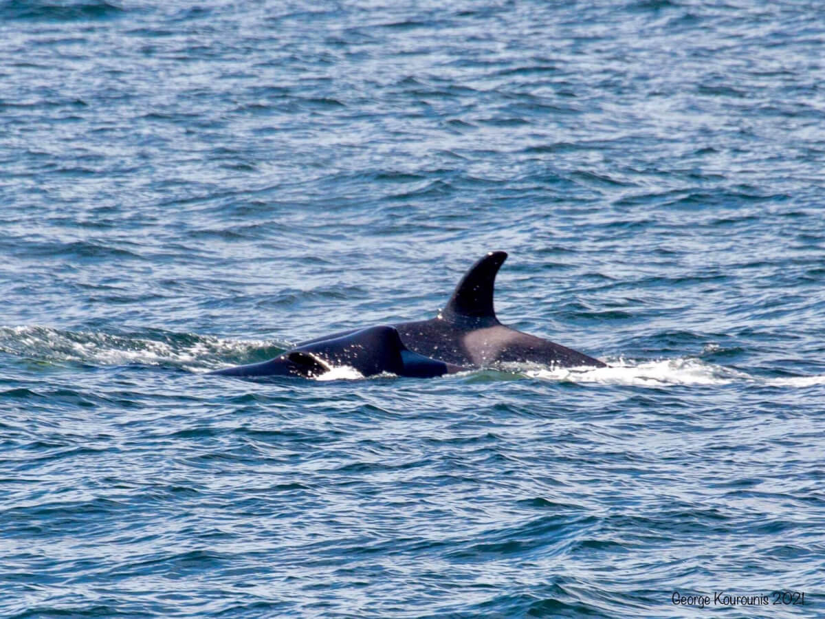 Yuculta B13, l'orque à la dorsale effondrée 1