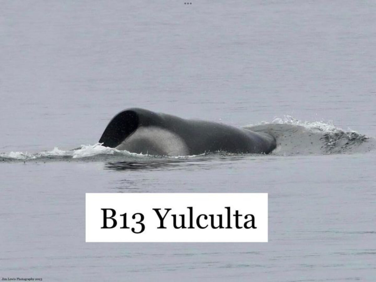 Orque Yuculta B13 © Jim Lewis 26 juin 2023