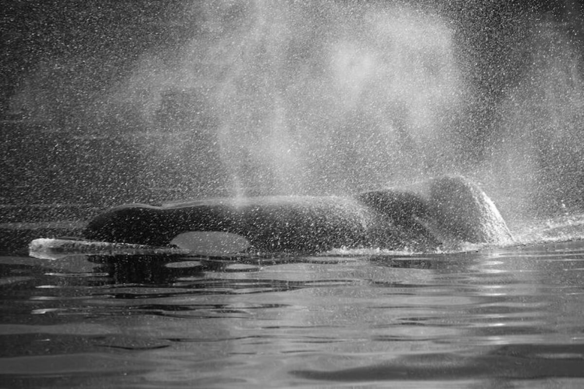 Yuculta © CetaceaLab - Pointe Baleine