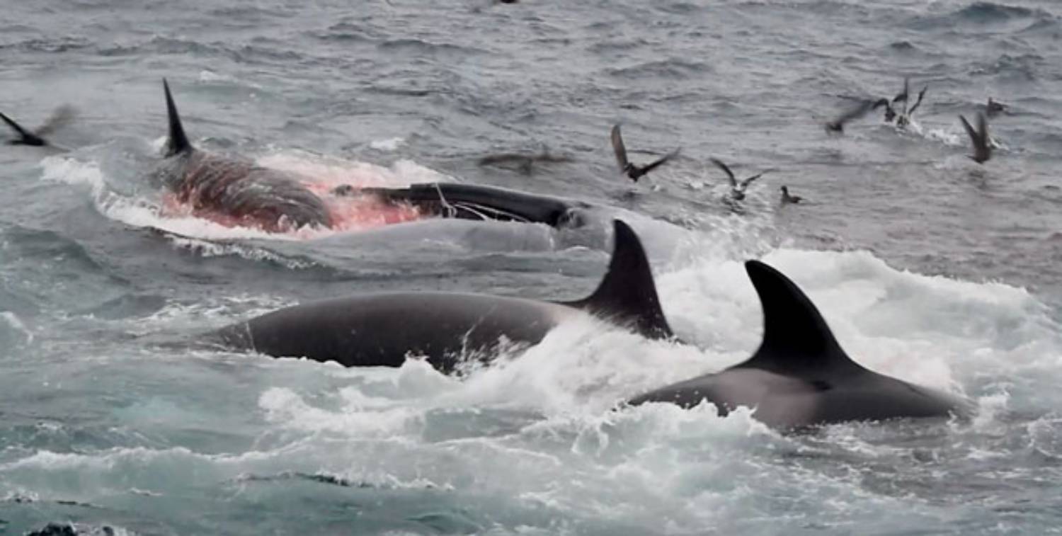 Orques baleine bleue adulte