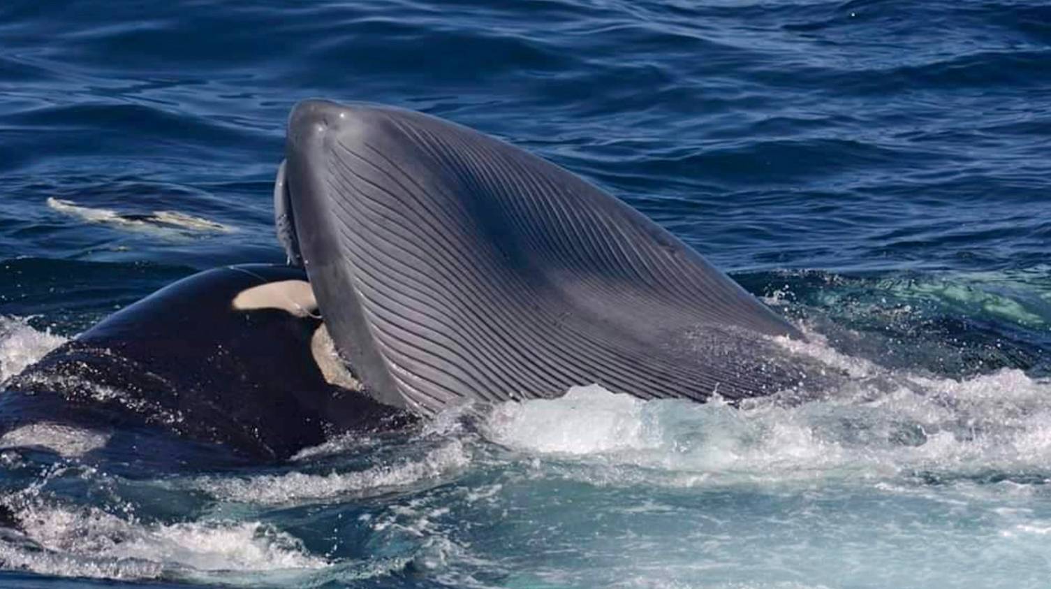 Orque femelle baleine bleue adulte