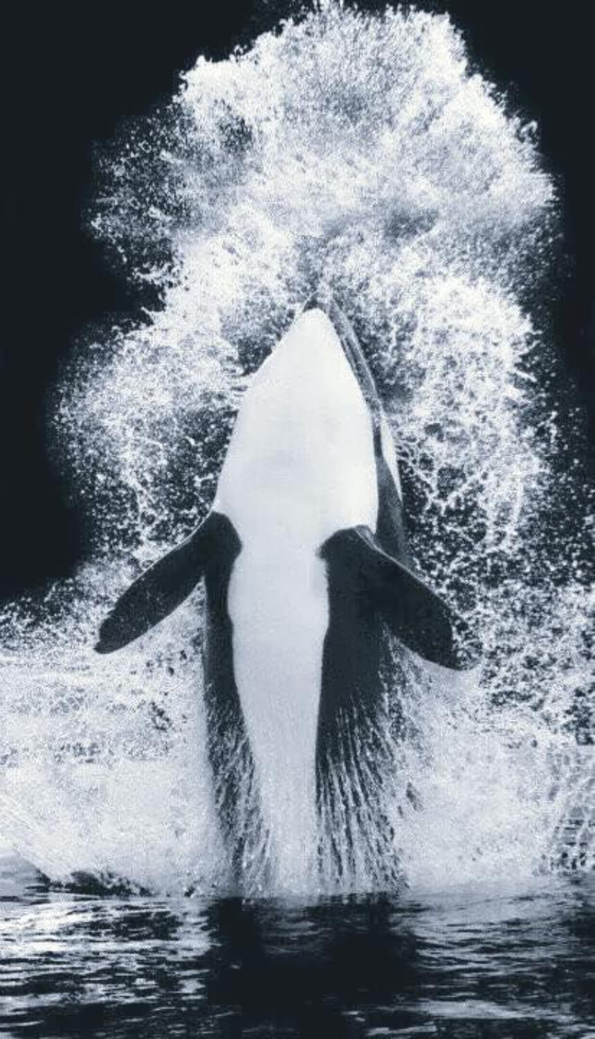Orque vs requin baleine 3
