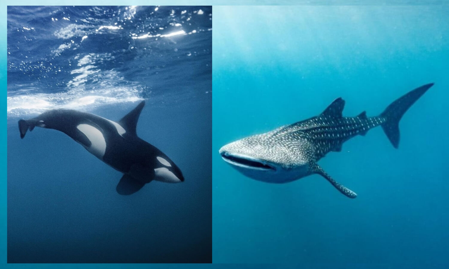 Orque vs requin baleine