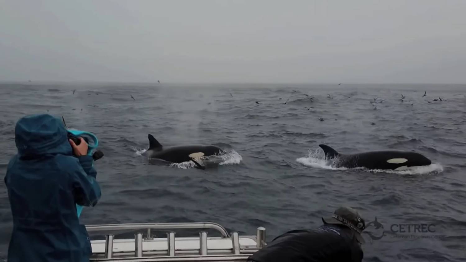 Orques femelles vs baleine bleue adulte