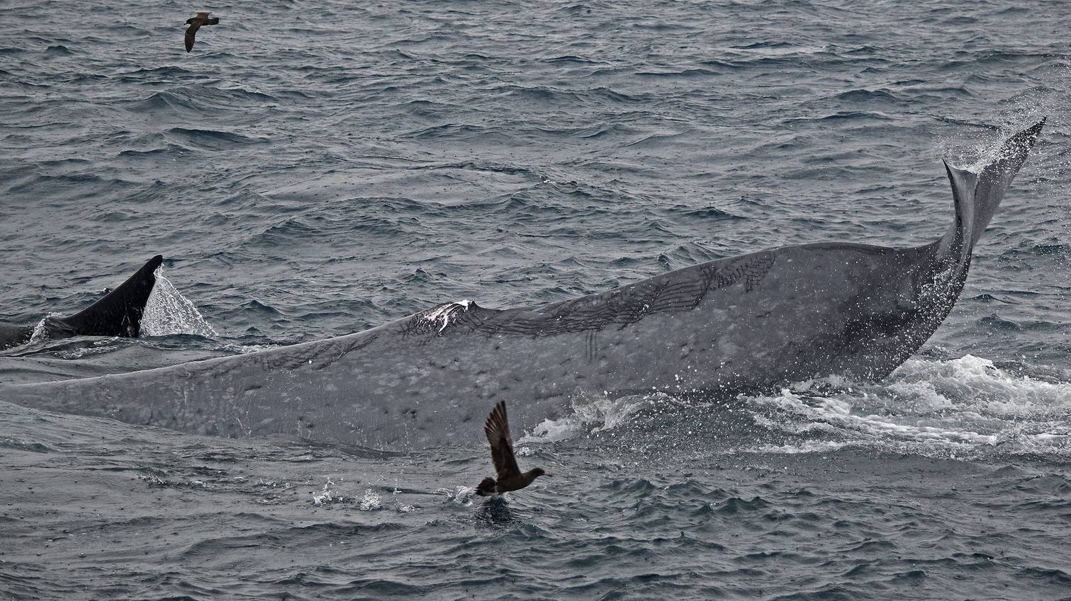Prédation orque baleine bleue 1