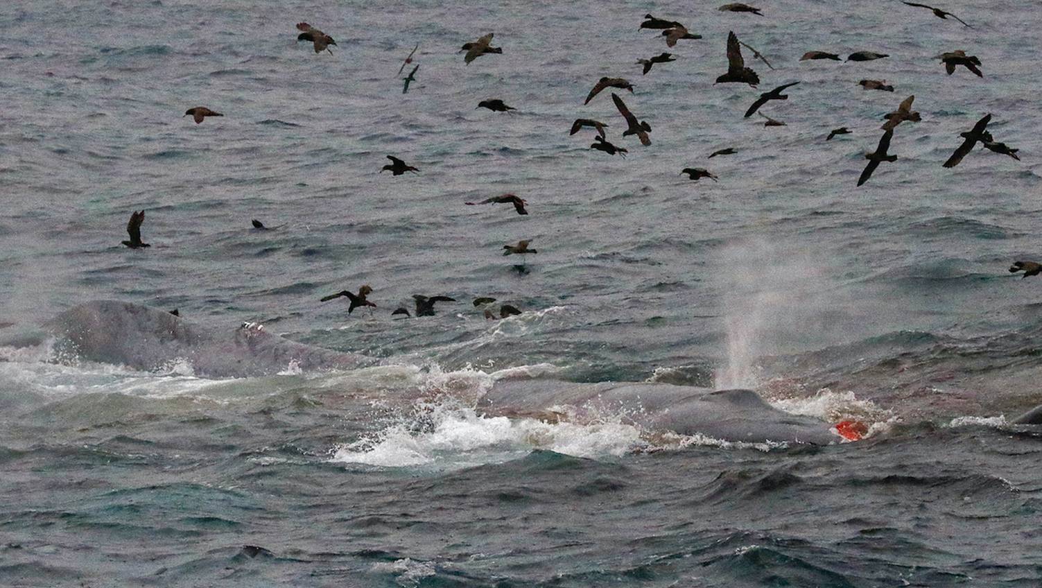 Prédation orque baleine bleue 2