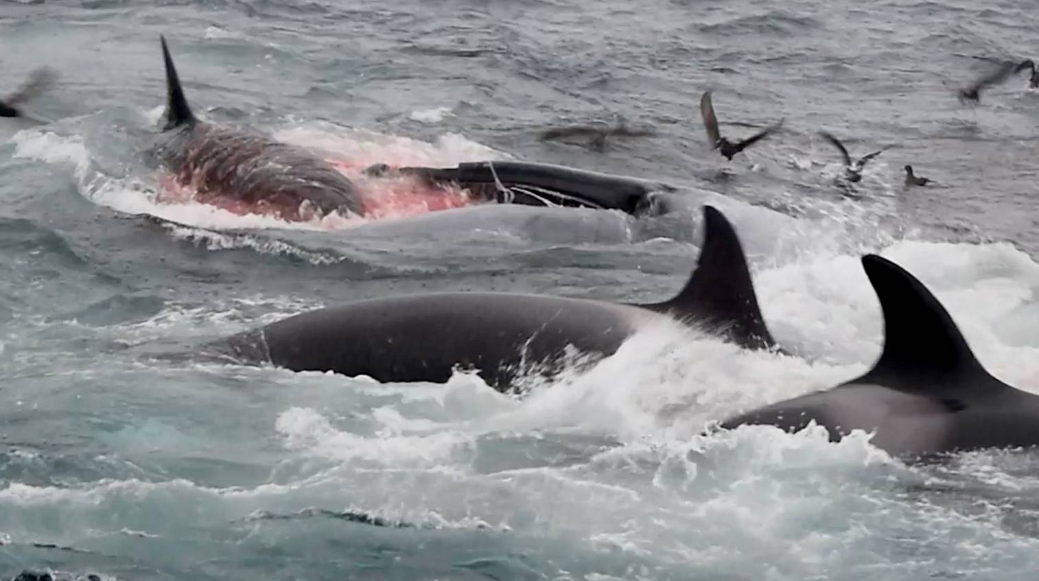 Prédation orque baleine bleue 3