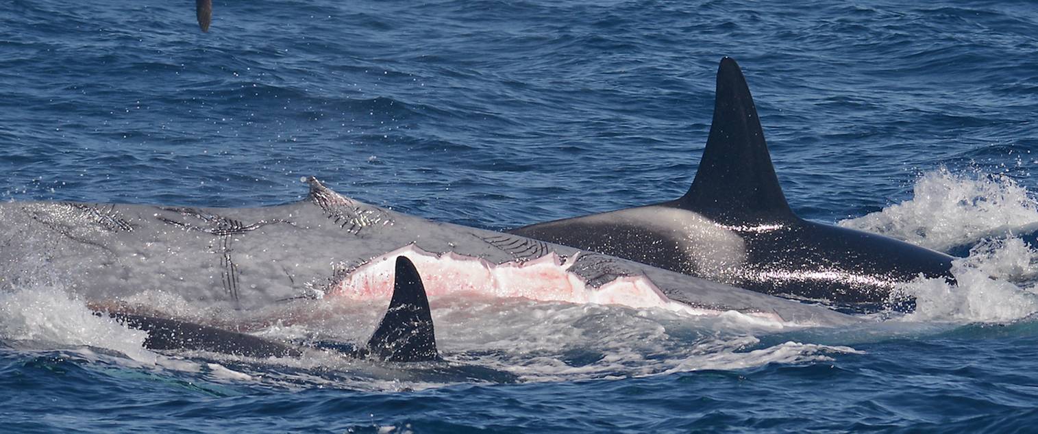 Prédation orque baleine bleue 4