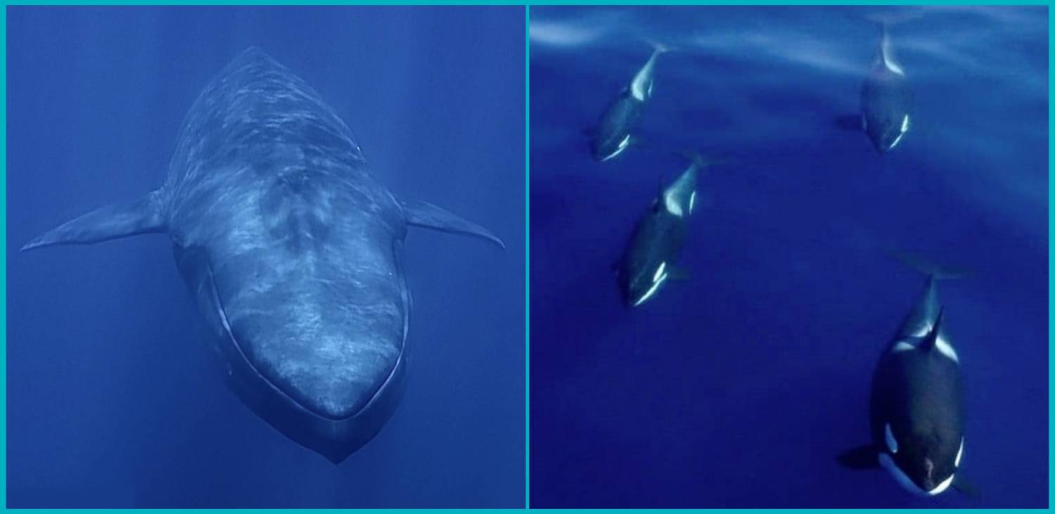 Prédation orques sur baleine bleue adulte