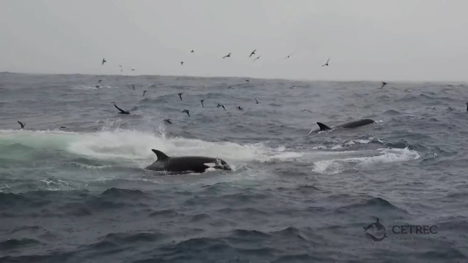 Première prédation orque baleine bleue