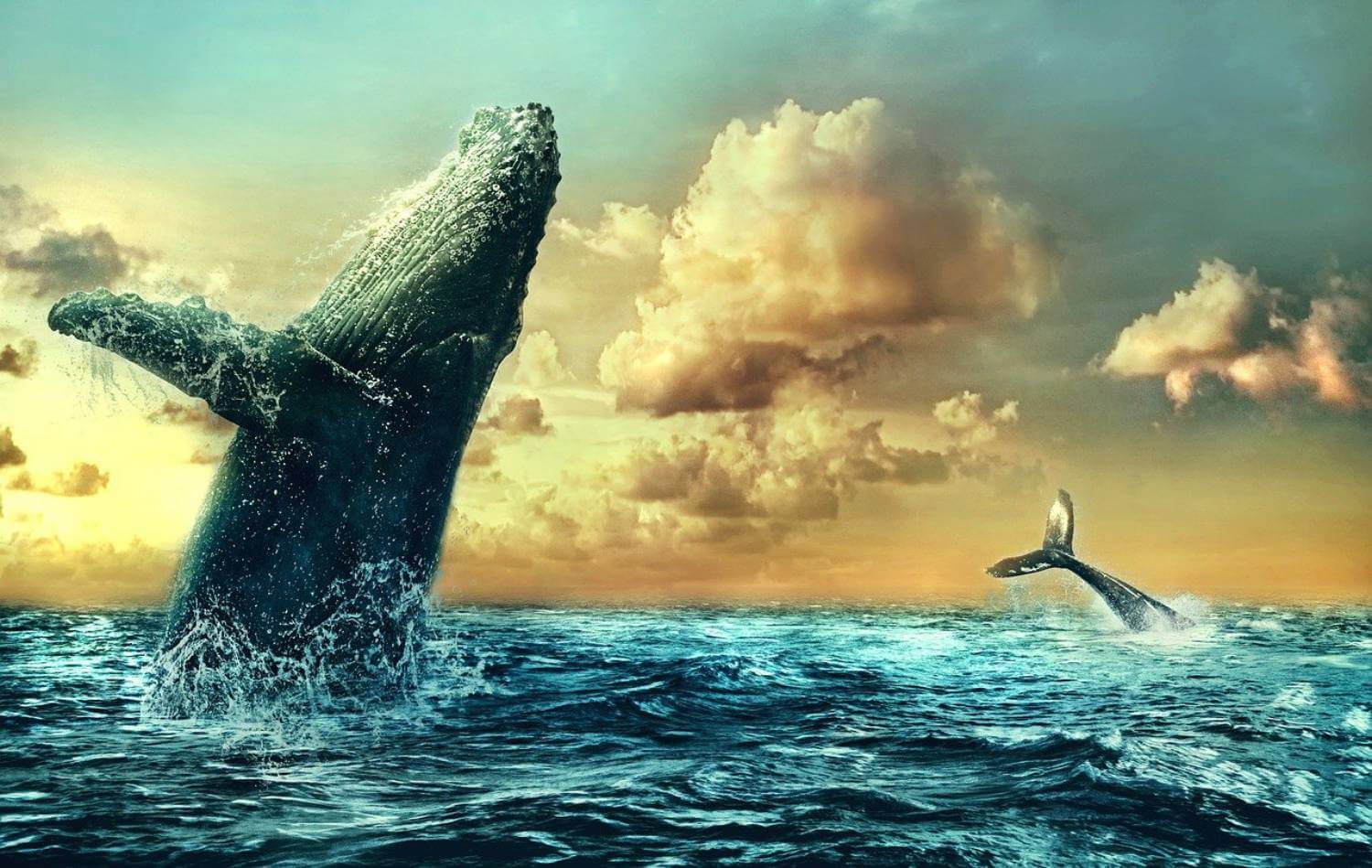 Baleines et parc éolien