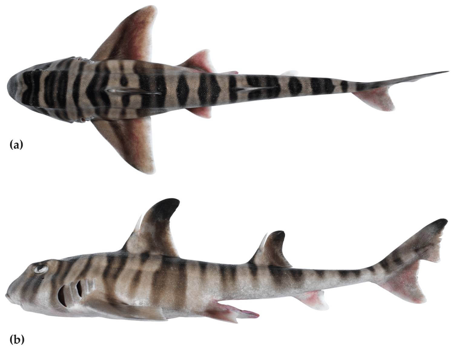 Heterodontus marshallae - requin dents molaires 1