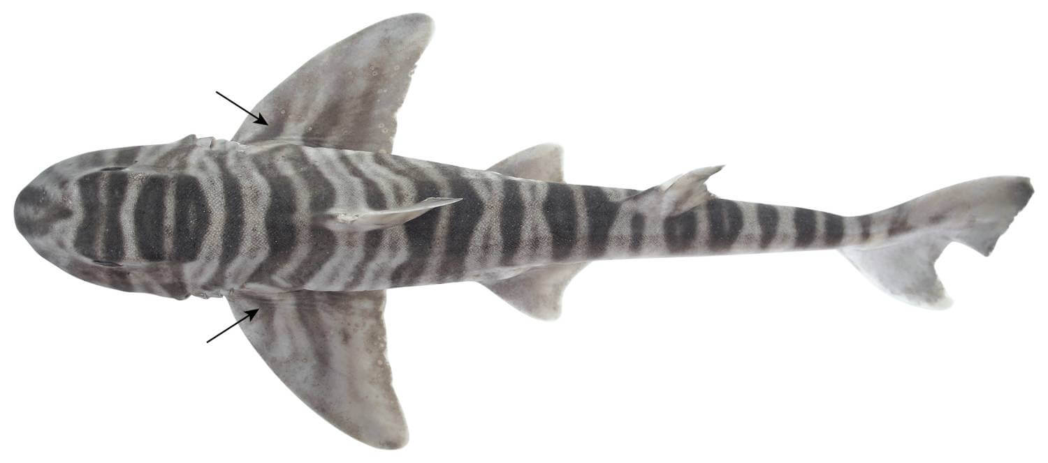 Heterodontus marshallae - requin dents molaires 10