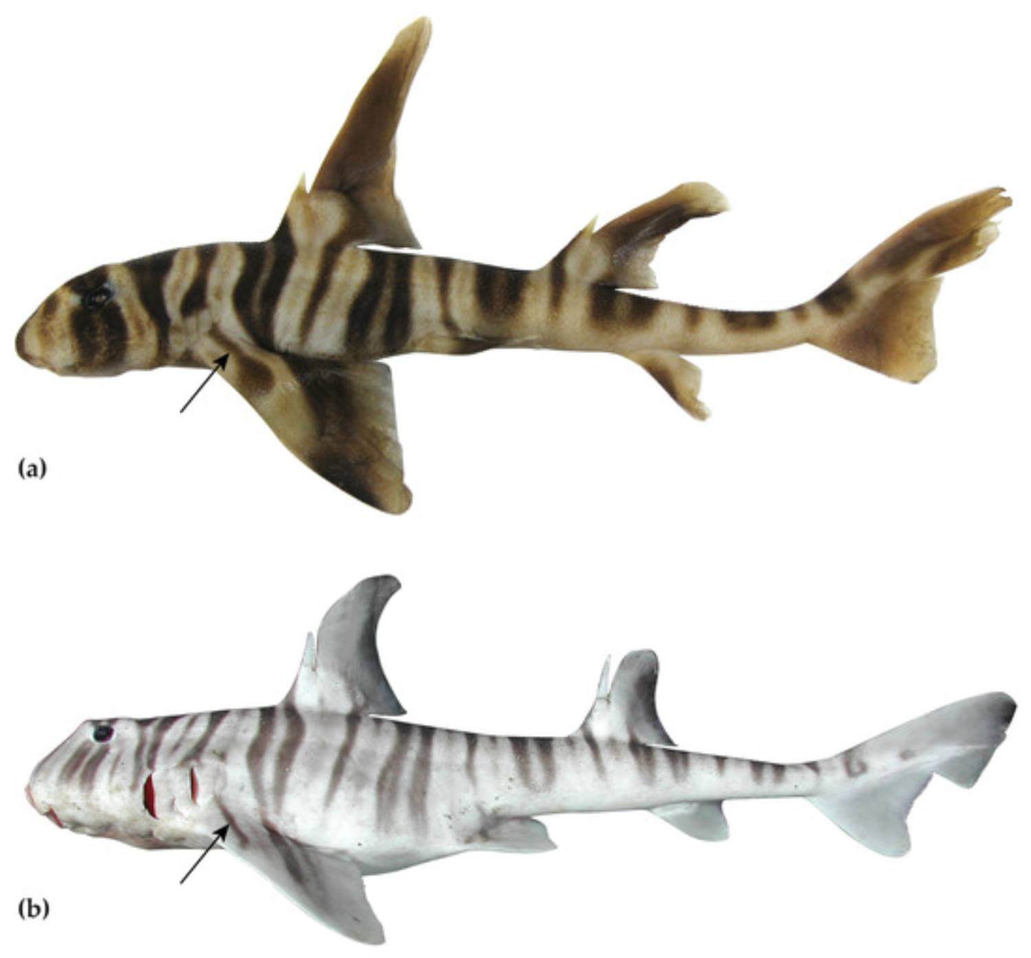 Heterodontus marshallae - requin dents molaires 11