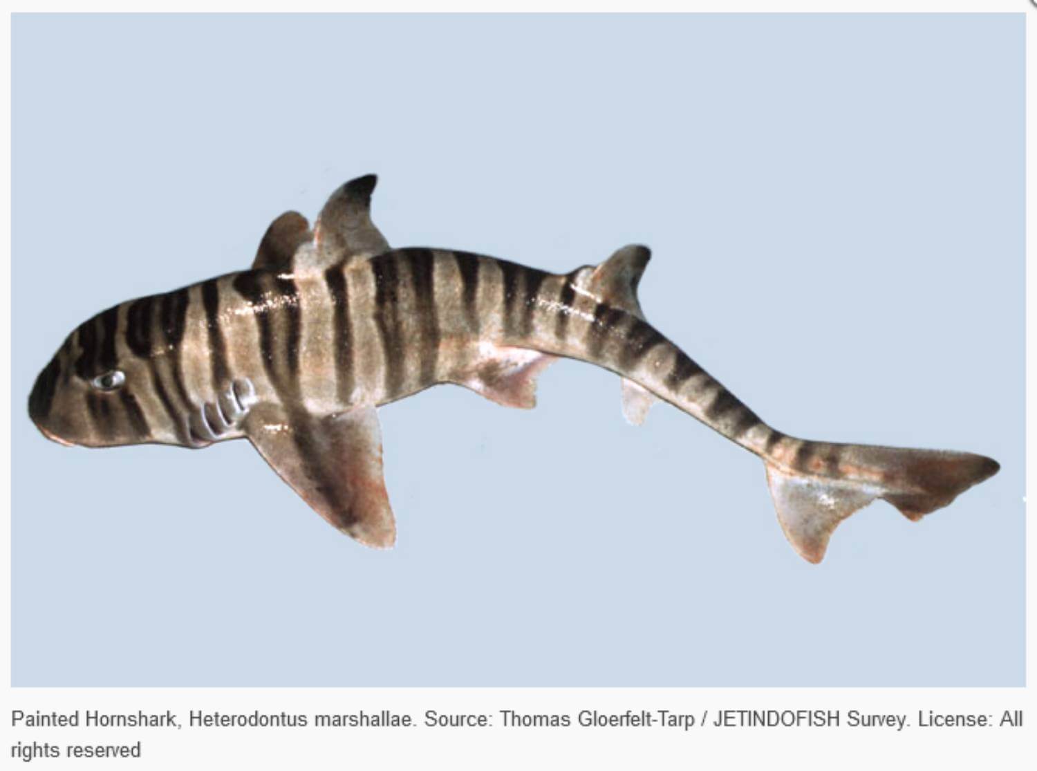 Heterodontus marshallae - requin dents molaires 12