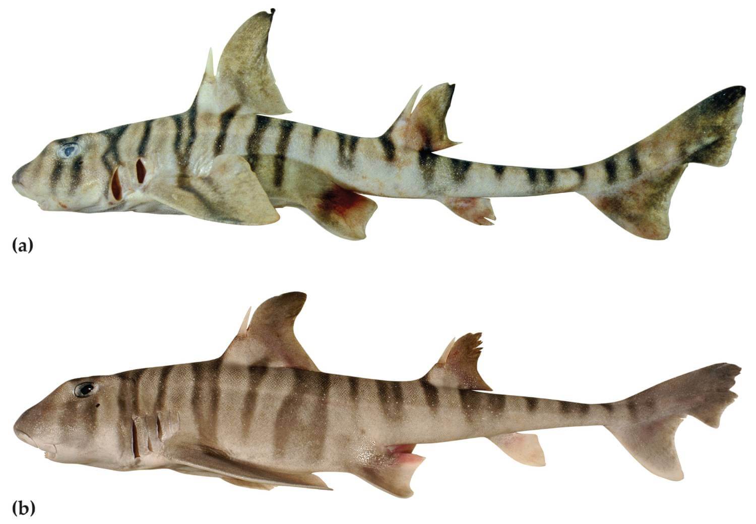 Heterodontus marshallae - requin dents molaires 2