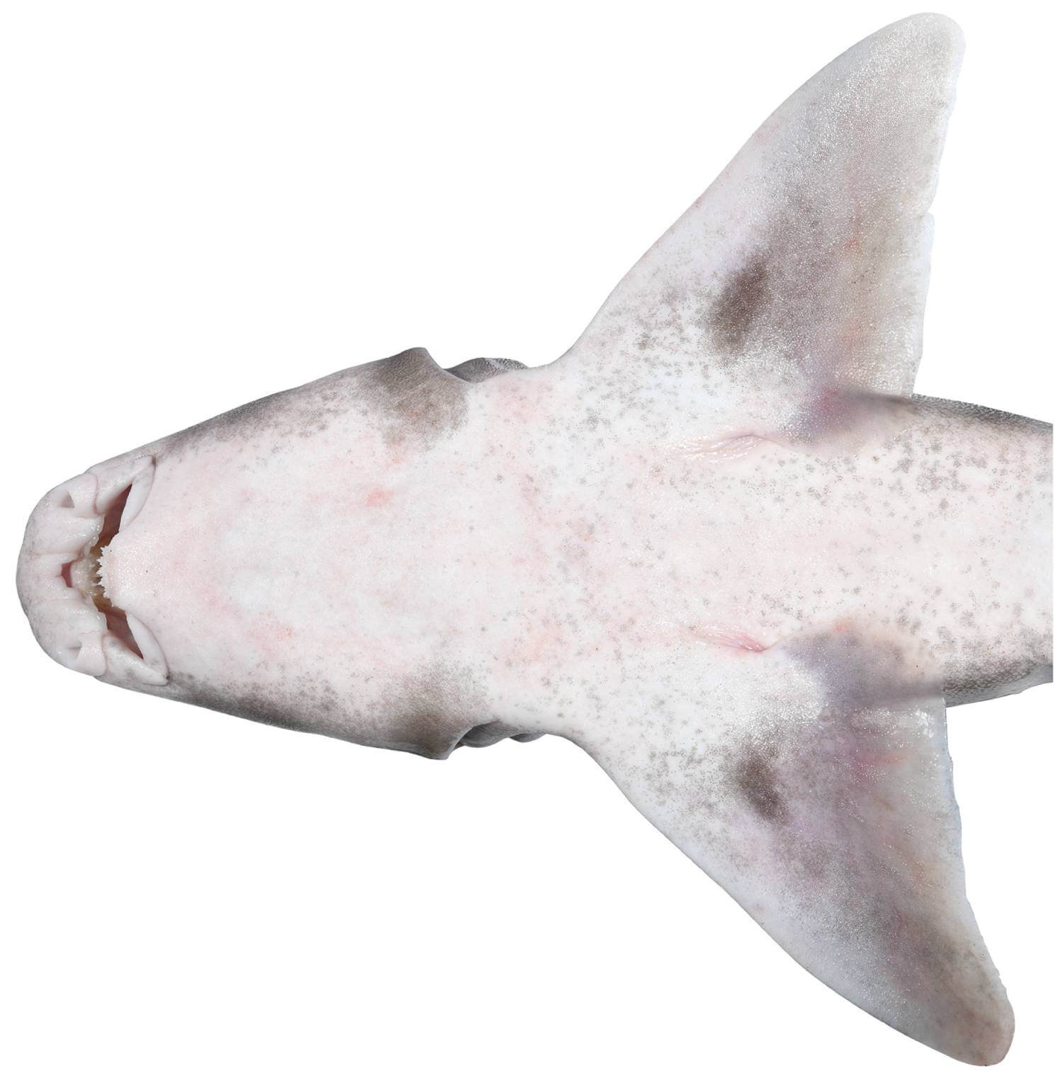 Heterodontus marshallae - requin dents molaires 3