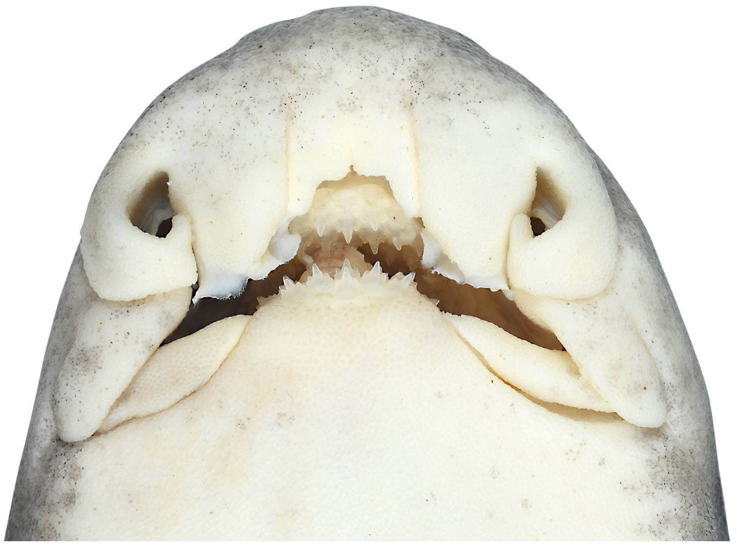 Heterodontus marshallae - requin dents molaires 4