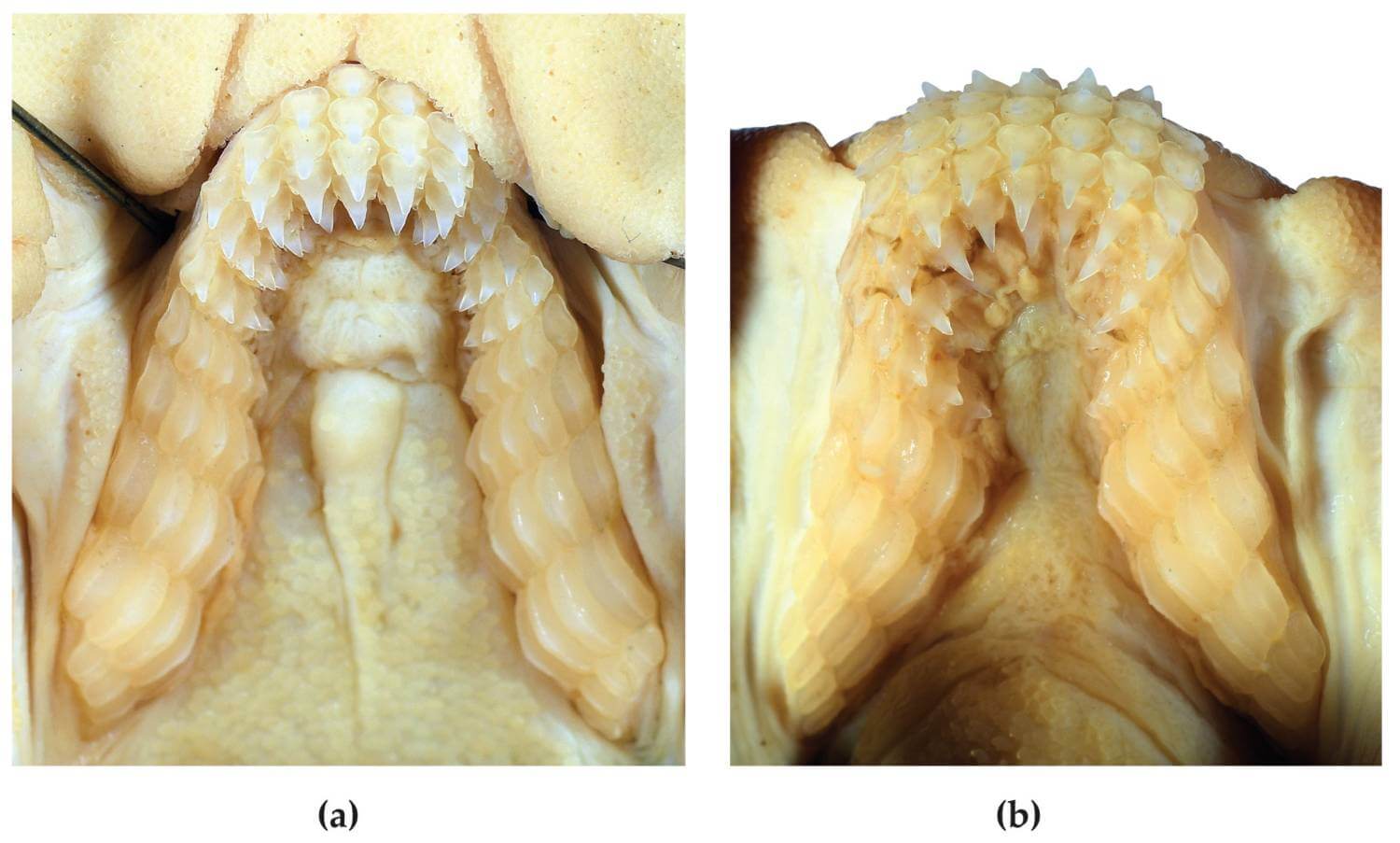 Heterodontus marshallae - requin dents molaires 5