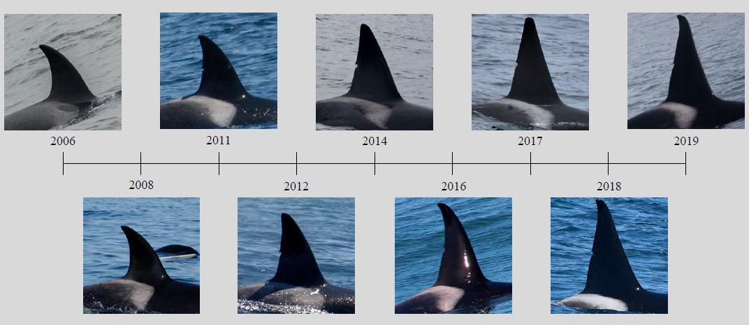 Catalogue orques transientes Monterey Bay 10