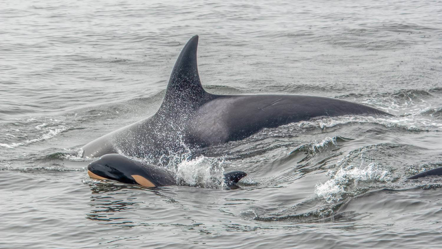 Catalogue orques transientes Monterey Bay 2