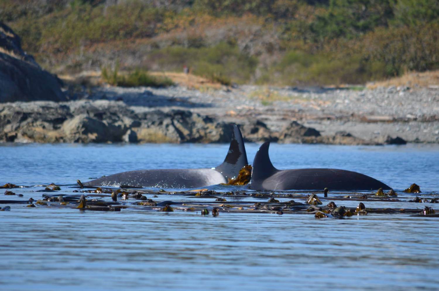 Catalogue orques transientes Monterey Bay 4