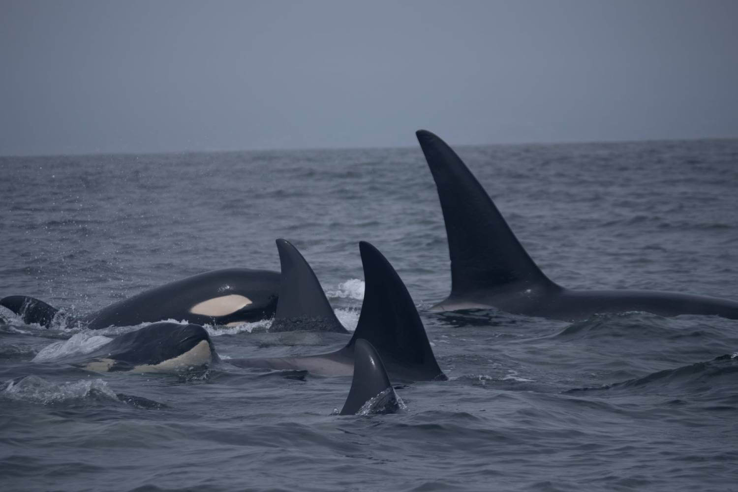 Catalogue orques transientes Monterey Bay USA